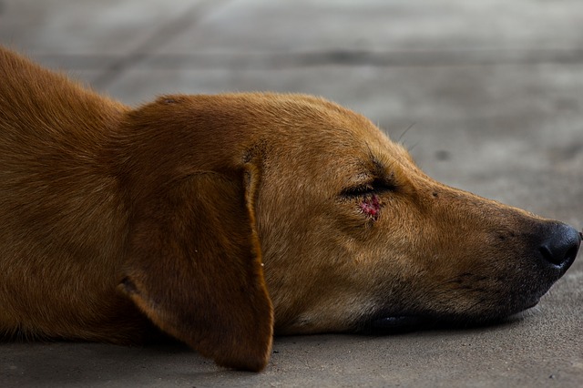 Dog Stabbed in Outlandish Subway Fight